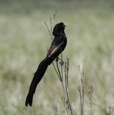 Jackson's Widowbird
