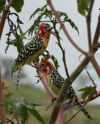 Red and Yellow Barbet