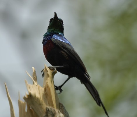 Red Chested Sunbird