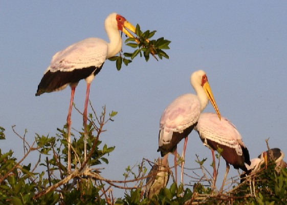 Yellow-billed Stork building nest (90)