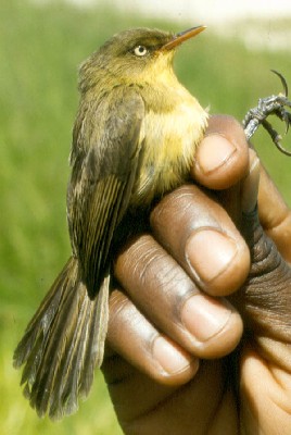 Papyrus Yellow Warbler, ssp bensoni