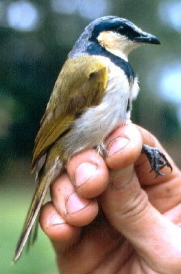 Black-collared Bulbul