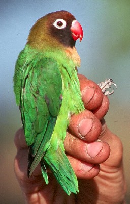 Black-cheeked Lovebird