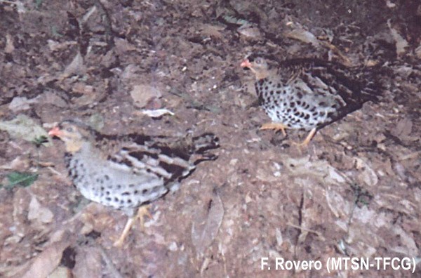 Udzungwa Forest Partridge (Rubeho birds)