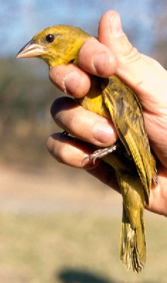 Holub's Golden Weaver