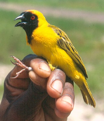Katanga Masked Weaver