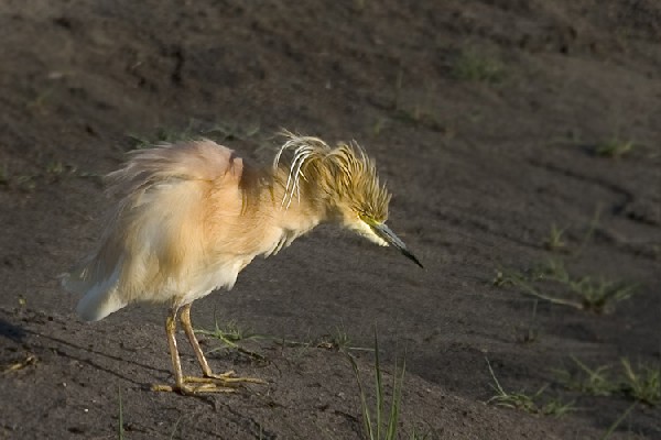 Squacco Heron