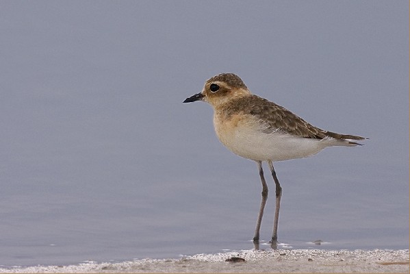 Kittlitz' Plover