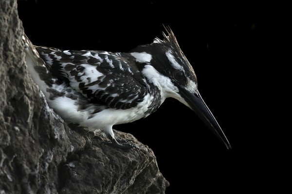 Pied Kingfisher