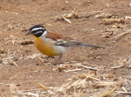 Golden-breasted Bunting
