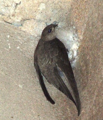 African Black Swift starting a nest