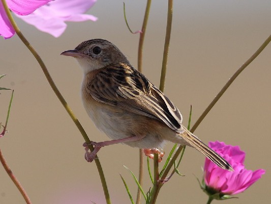 Zitting cisticola in cosmos