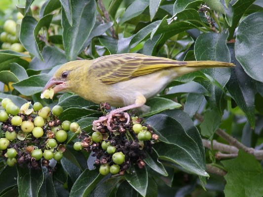 Village Weaver
