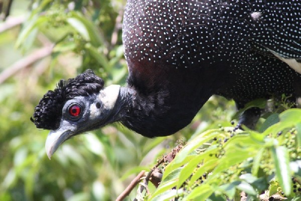 Southern Crested Guineafowl