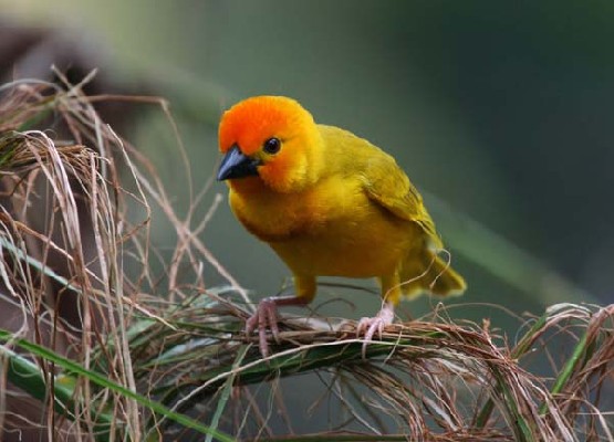 Golden Palm Weaver