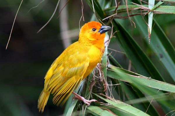 Golden Palm Weaver