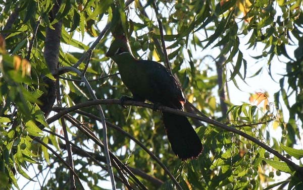 Fischer's Turaco