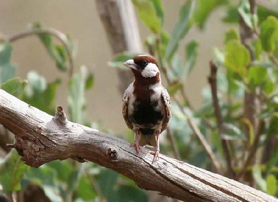 Chestnut-headed Sparrow-Lark