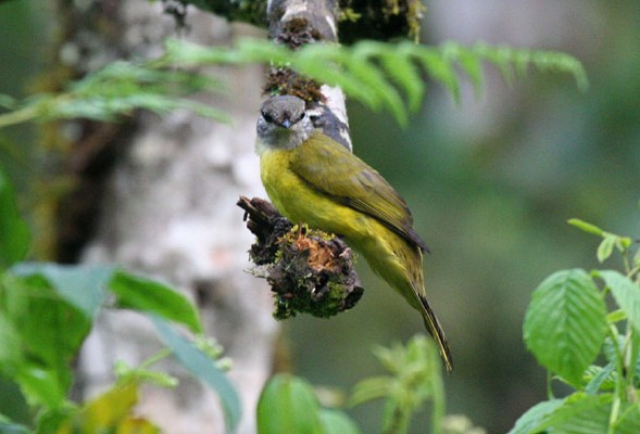 Purple-throated Cuckoo-shrike female