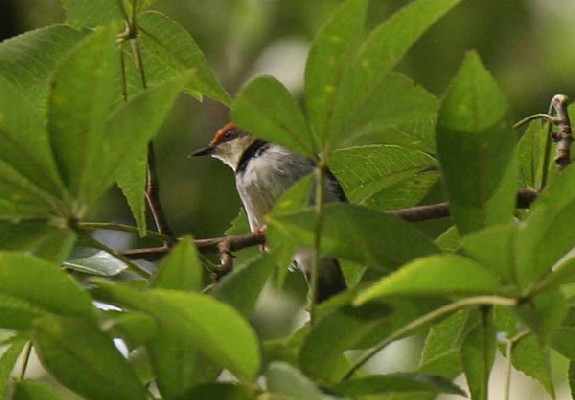 Turners Eremomela