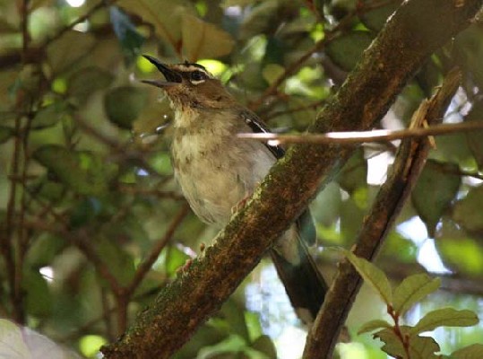 Brown Scrub Robin