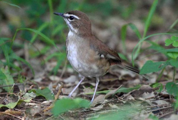 Brown Scrub Robin