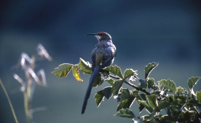 Gurney's Sugarbird early morning