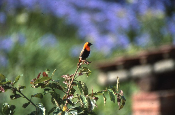 Southern Red Bishop