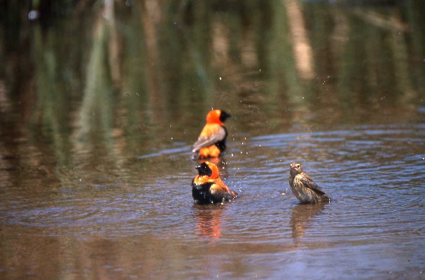 Southern Red Bishops' bathtime