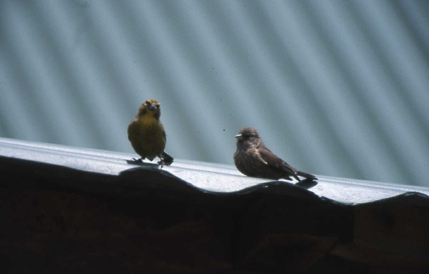 Drakensberg Siskin pair on roof