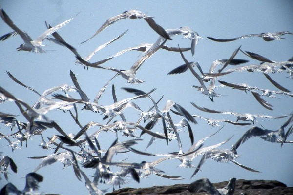 Greater Crested Tern mass take off