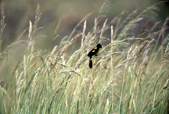 White-winged Widowbird on long grass
