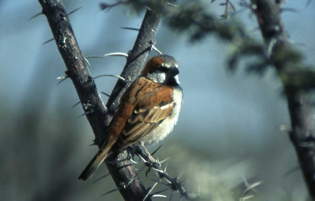 Great Sparrow