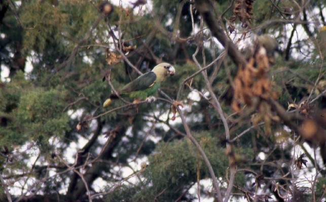 Cape Parrot eating Pecan nuts