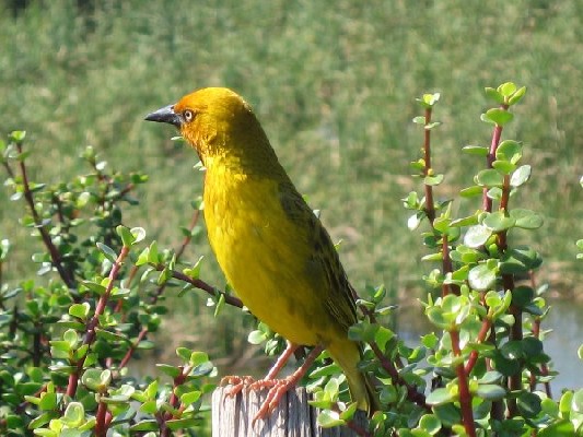 Cape Weaver