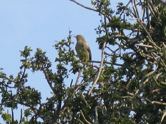 Sombre Greenbul