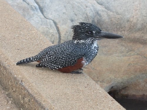Giant Kingfisher