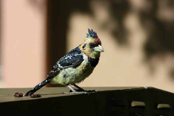Crested Barbet