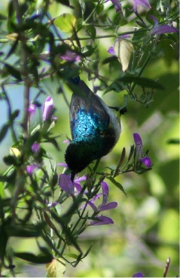 White bellied Sunbird
