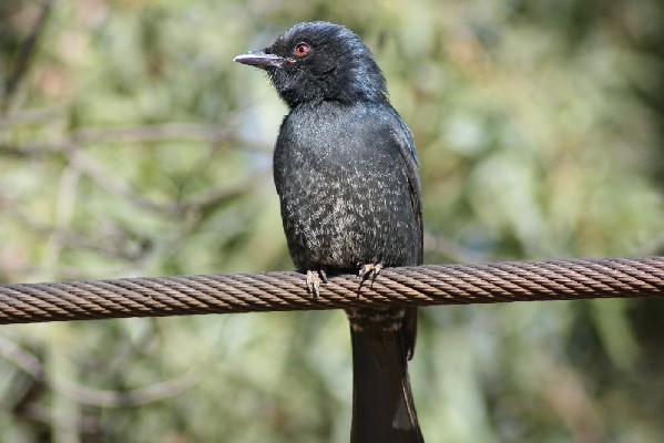 Forked-tailed Drongo