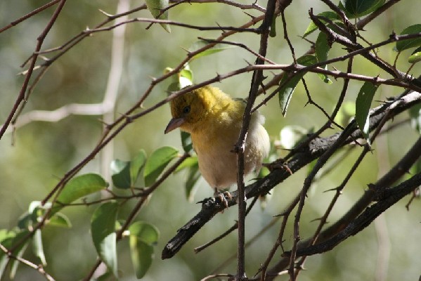 Lesser Masked Weaver