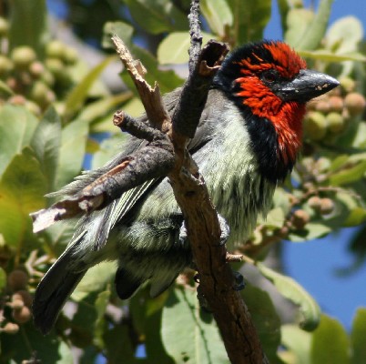 Black-collared Barbet