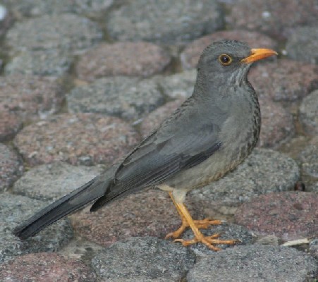 Olive Thrush