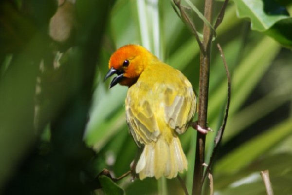 Golden Palm Weaver