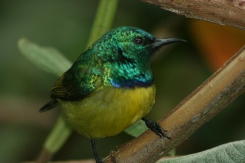 Collared Sunbird