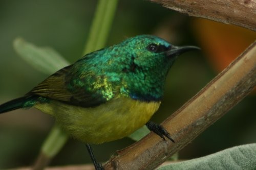 Collared Sunbird
