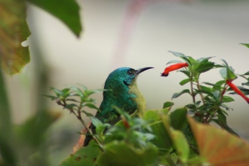 Collared Sunbird