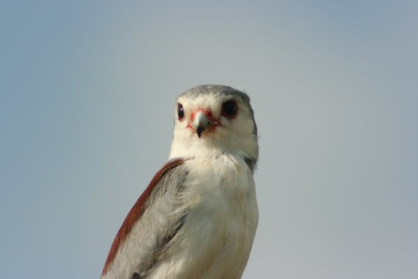 Pygmy Falcon
