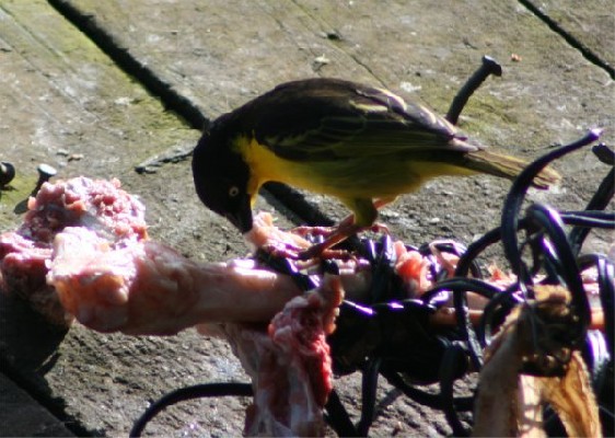 Baglafecht weaver eating meat left for civet