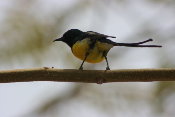 Nile Valley Sunbird